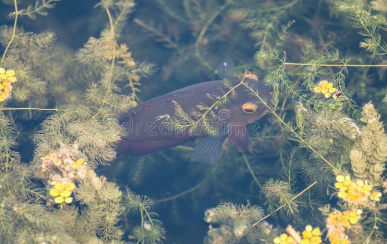 Cómo realizan la respiración los peces en su hábitat acuático 2 pez nadando entre plantas acuaticas