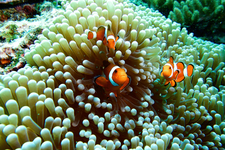 Qué partes tiene el pez payaso y cuál es su función