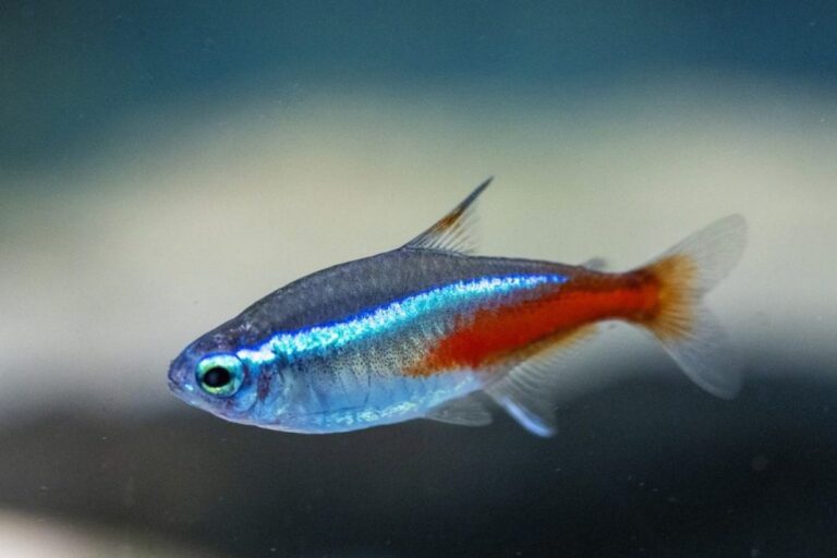 Qué tipo de pez es azul y plateado y cómo cuidarlo 18 pez tropical azul y plateado en acuario