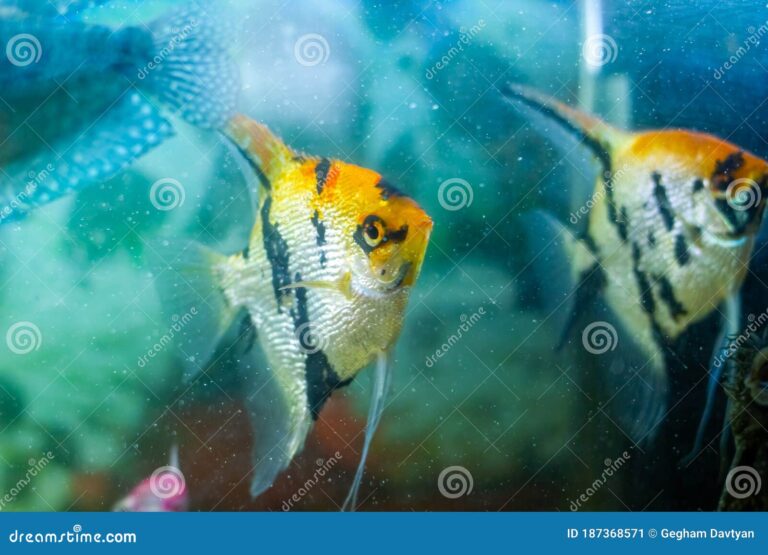 pez tropical nadando en acuario