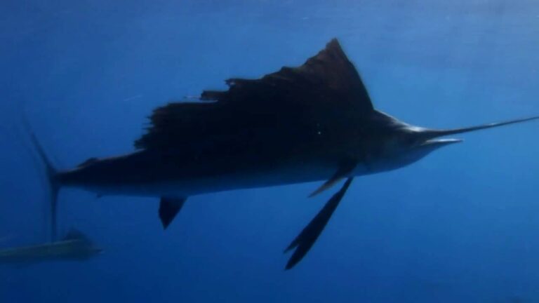 Qué diferencias hay entre el pez vela y el marlin 4 Qué diferencias hay entre el pez vela y el marlin