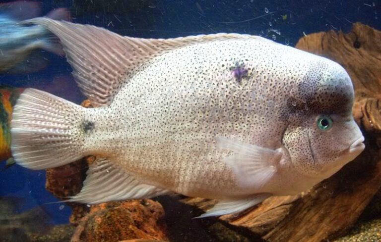 Qué cuidados necesita el pez vieja del agua en acuarios 8 pez vieja del agua en acuario colorido