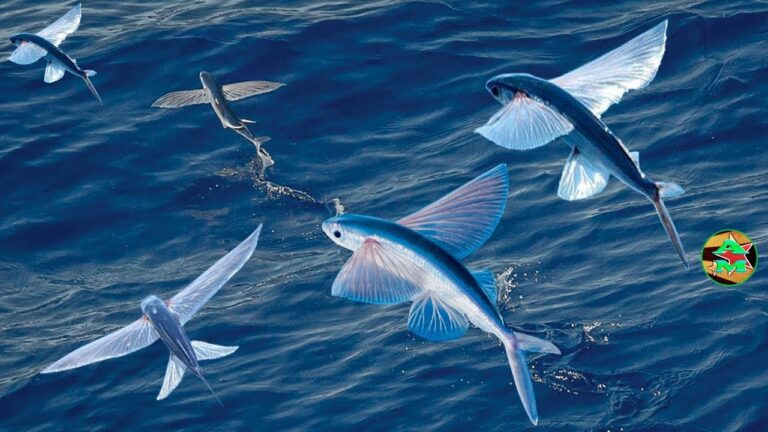 Qué pez tiene la capacidad de volar y cómo se llama 5 Qué pez tiene la capacidad de volar y cómo se llama