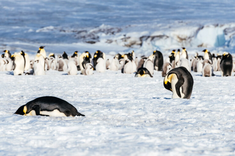 Dónde ver pingüinos en Puerto Madryn durante todo el año 6 Dónde ver pingüinos en Puerto Madryn durante todo el año
