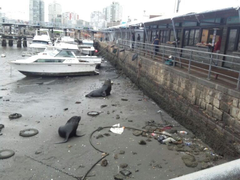 puerto de punta del este en sequia