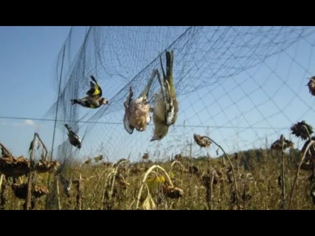 Cómo funciona una red invisible para cazar pájaros eficazmente 6 red invisible en el bosque con pajaros