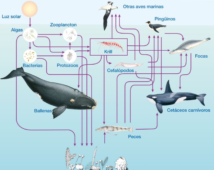 red trofica marina con animales oceanicos