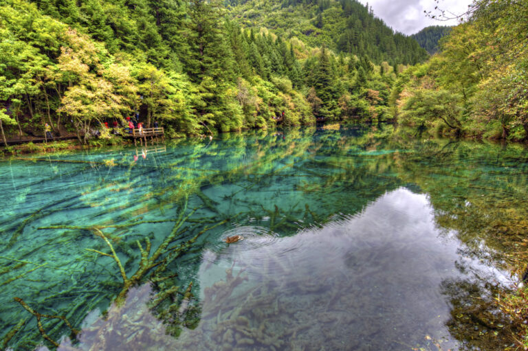 rio de aguas cristalinas entre arboles verdes