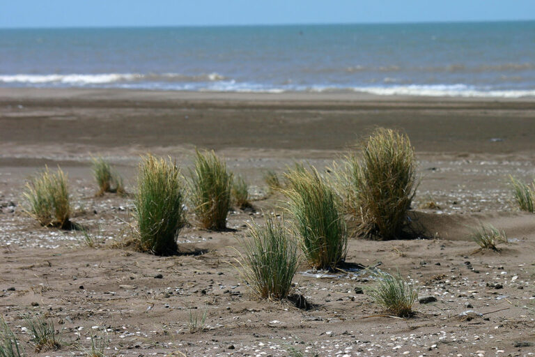 ruta escenica hacia la playa pehuen co