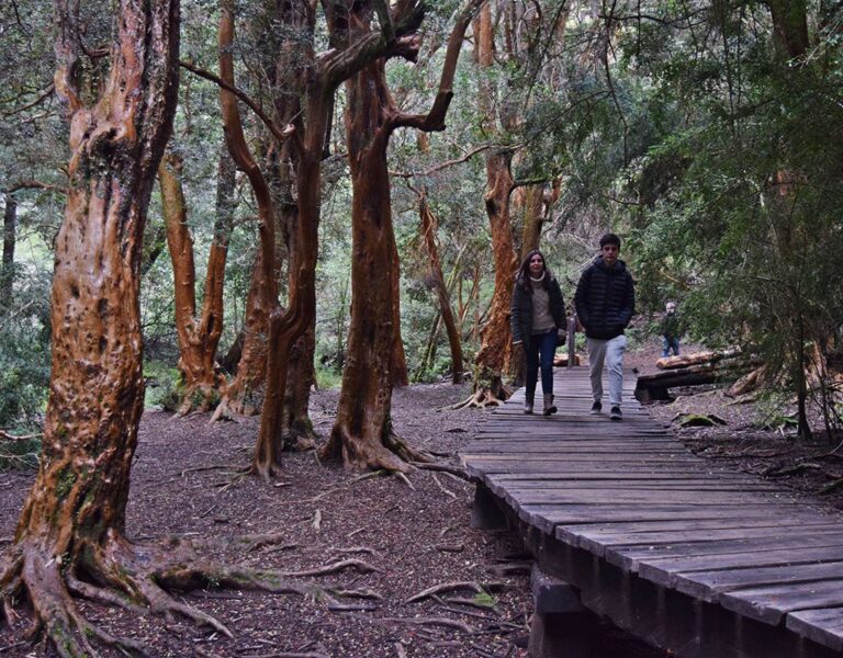 sendero natural en bariloche argentina