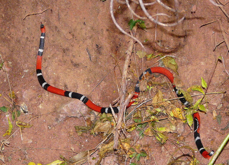 Qué nombre tiene la serpiente roja y negra que puedes encontrar 13 serpiente de coral en su habitat natural