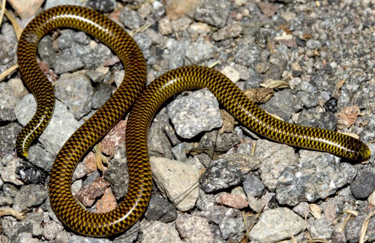 Cómo identificar a la serpiente marrón con rayas negras en Argentina 7 Cómo identificar a la serpiente marrón con rayas negras en Argentina