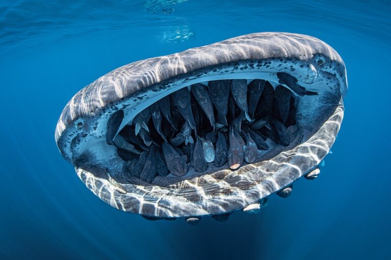 tiburon ballena nadando junto a tiburon blanco