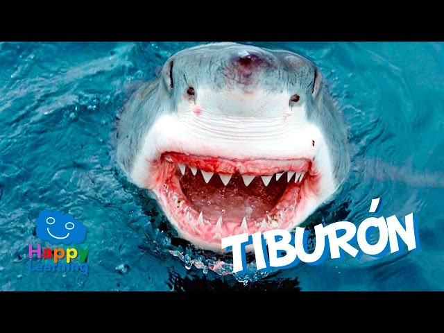 tiburon blanco mostrando su dentadura afilada
