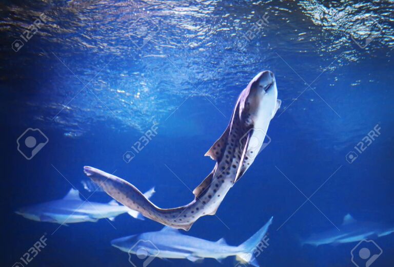 Qué cuidados necesita un tiburón gato de pecera en acuarios 26 tiburon gato nadando en un acuario