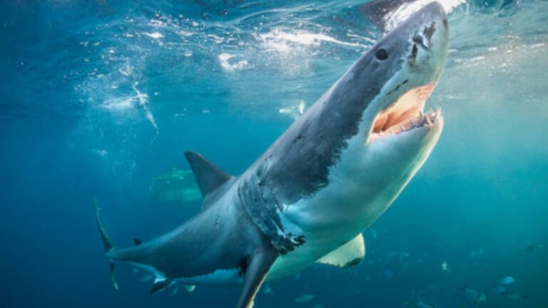 Hay tiburones en el Mar Mediterráneo y son peligrosos para los bañistas 6 tiburon nadando en aguas del mediterraneo