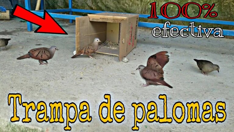 Cómo fabricar trampas efectivas para cazar palomas 3 Cómo fabricar trampas efectivas para cazar palomas