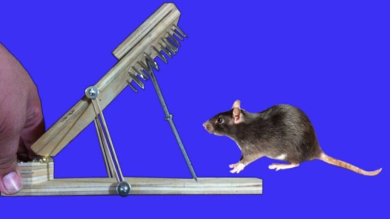 Cómo Puedo Cazar Ratas Efectivamente Con Trampas Caseras 23 trampa casera para cazar ratas