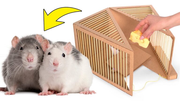 trampa casera para ratas en accion