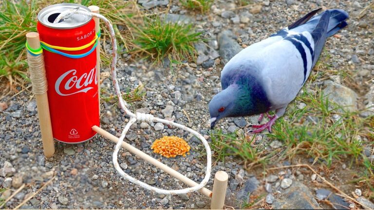 trampa de pajaros hecha con materiales caseros
