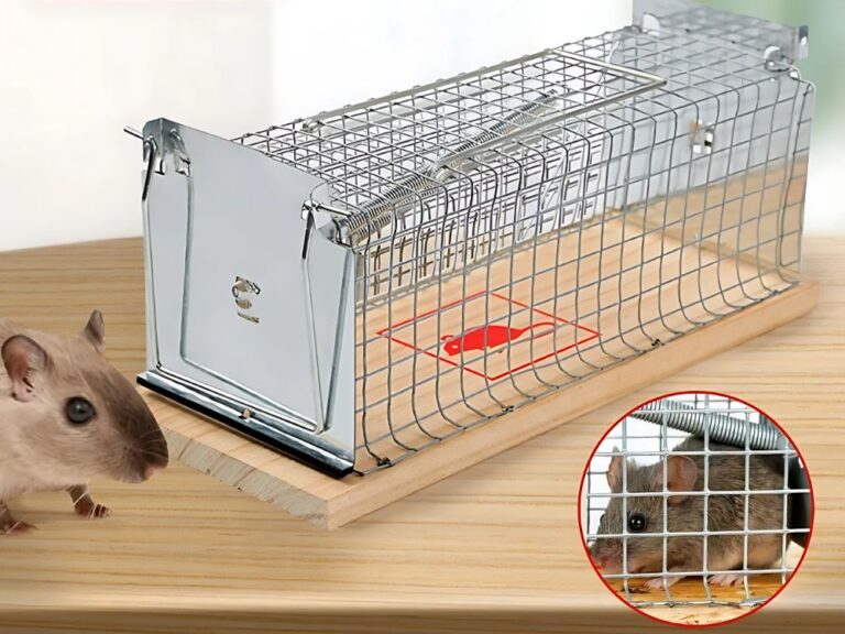 Cómo atrapar ratas sin matarlas de manera efectiva y humana 9 trampa humanitaria para ratas en accion