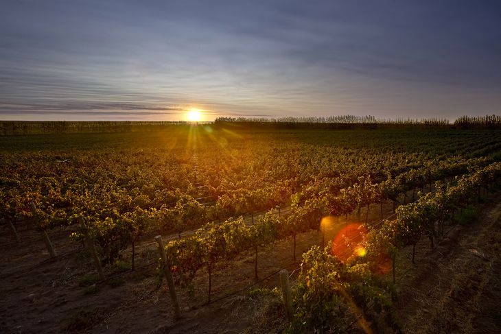 Cuáles son los mejores vinos del sur argentino para probar 24 vinedos del sur argentino al atardecer