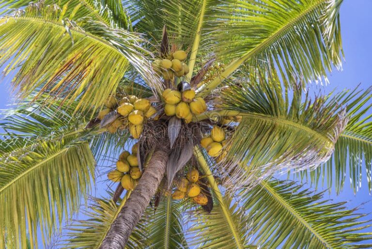 Dónde se encuentran los bungalows Alta Luna en Los Cocos