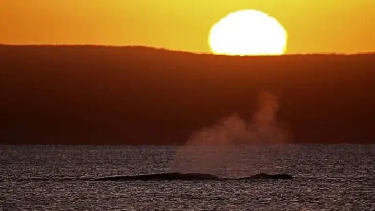 Qué temperatura hay actualmente en Puerto Madryn 27 vista panoramica de puerto madryn al atardecer