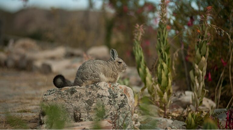 Qué datos curiosos no sabías sobre la vizcacha